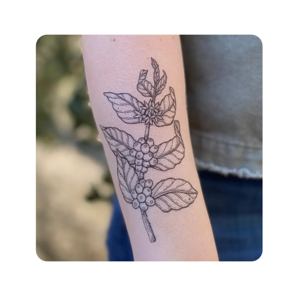 Coffee plant temporary tattoo, black line art on forearm