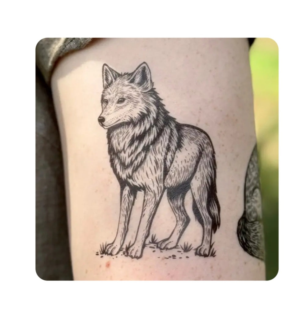 Wolf temporary tattoo of a standing gray wolf on skin, black line art